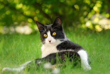 Fototapeta na wymiar Cat, tuxedo pattern black and white bicolor, European Shorthair, lying on its back in a green grass garden meadow 