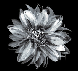 White peony painted with a brush touch effect on black background