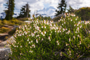 Obraz premium Mountains meadow