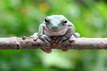 green tree frog on branch