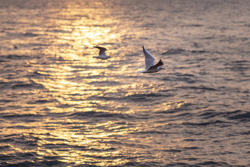 Fototapeta premium two seagulls fly over the sea at dawn