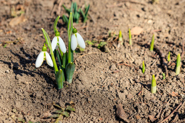 White snowdrop flowers (Galanthus nivalis) on early spring