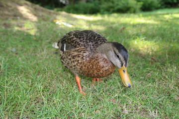 duck on grass
