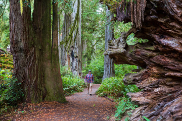 Redwoods