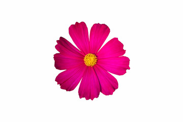 Red cosmos flower isolate white background with clipping-path.