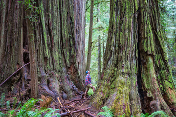 Redwoods