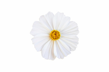 White cosmos flower isolate white background with clipping-path. - obrazy, fototapety, plakaty