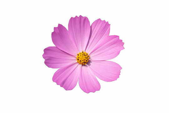Fototapeta Pink cosmos flower isolate white background with clipping-path.