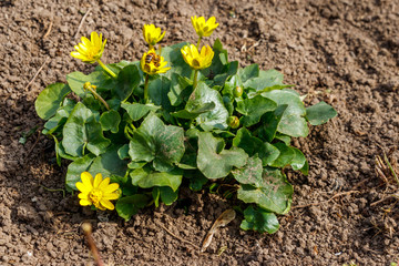 Yellow buttercups on the meadow