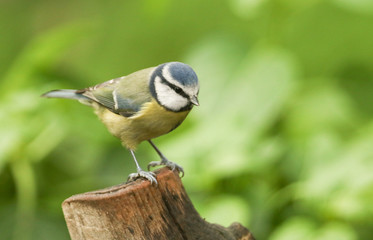 A pretty Blue Tit (Cyanistes caeruleus) perched on a tree stump.