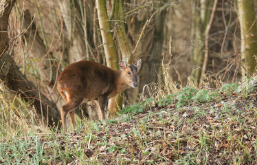 A pretty female Muntjac Deer (Muntiacus reevesi) feeding on an island in the middle of a lake.