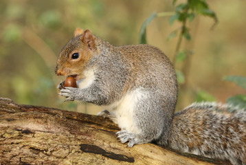 Naklejka na ściany i meble A cute Grey Squirrel (Scirius carolinensis) sitting on a log holding an acorn.