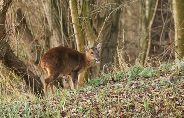 A pretty female Muntjac Deer (Muntiacus reevesi) feeding on an island in the middle of a lake.