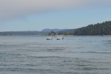 Killer Whales, San Juan Island | Orcas 