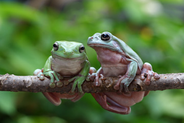 green tree frog on branch