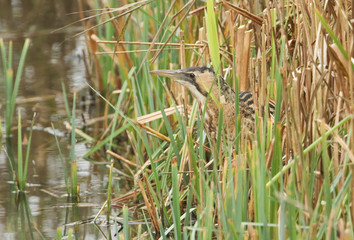 A rare Bittern (Botaurus stellaris) hunting for fish in a reed bed.