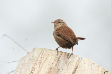 A pretty Wren (Troglodytes troglodytes) perched on a tree stump.