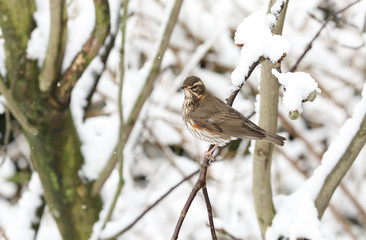 A winter scene of a stunning Redwing (Turdus iliacus) perched on a branch of a magnolia tree in a snowstorm. The branches are covered in snow.