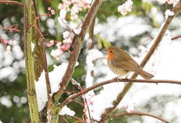 A winter scene of a stunning Robin (Erithacus rubecula) perched on a branch of a mountain Ash tree in a snowstorm.
