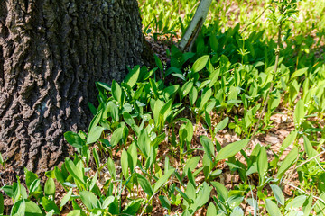 Lily of the valley (Convallaria majalis) white flowers in forest at spring