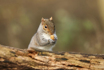 A humorous shot of a cute Grey Squirrel (Scirius carolinensis) holding an acorn cupped in its paws.