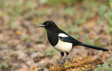 A stunning Magpie (Pica pica) perched on a log hunting for food.