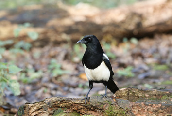 A stunning Magpie (Pica pica) perched on a log hunting for food.