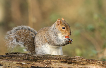 A cute Grey Squirrel (Scirius carolinensis)  sitting on a log holding an acorn.