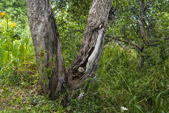Old tree apple tree with a broken trunk at the base in the green garden