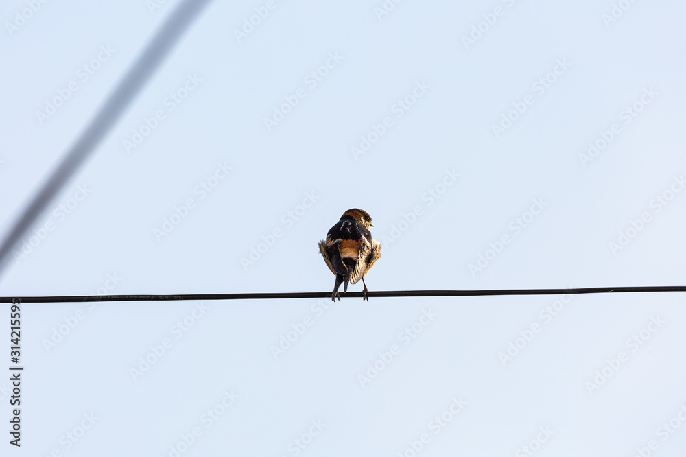 Wall mural bird on wire and blue sky