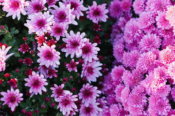 Lilac and lilac chrysanthemum flowers in the garden