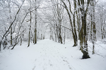 A snow covered woodland path on a winters day in Balls Wood, Hertford Heath, UK.