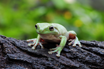  the frog sits on the wood