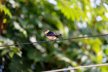 Bird on wire and green leaves