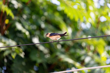 Bird on wire and green leaves