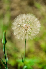 Big white fluffy dandelion on a summer green background. Summer photo. Soft focus. Close-up.