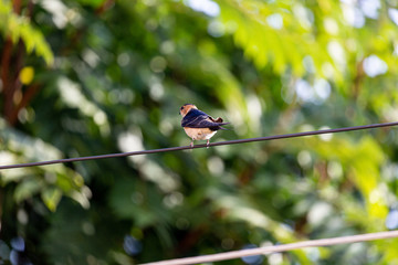 Bird on wire and green leaves
