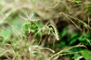 Abstract dandelion flower background, closeup. Big dandelion on a natural background. Art photography. Soft focus.