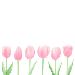 Watercolor spring tulips border on white background. Copy space. Hand dawn tulips frame. Perfect for greeting card, invitations. Happy mothers day and spring.