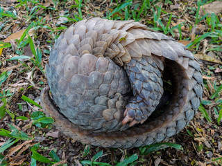 Pangolin lies rolled into ball on grass