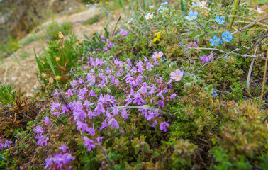 beautiful pink flowers grow among the grass in the clearing