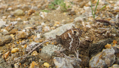 the butterfly disguised itself as the color of the landscape