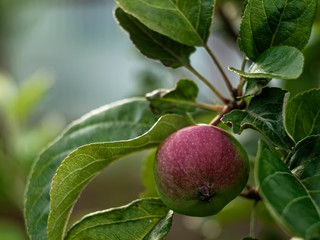 young apples on a branch, Russia