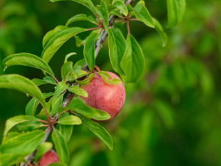 cherry plum fruit on a branch, Russia.