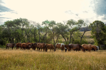 Horse Herd