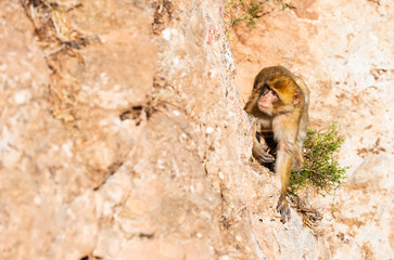 Monkeys near the Ouzoud waterfall in Morocco. Copy space for text.