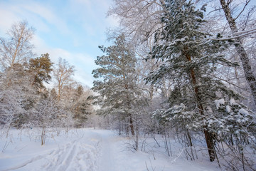 Winter landscape. Frozen snow on trees.