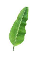 Obraz premium banana leaf isolated on white background