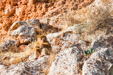 Monkeys near the Ouzoud waterfall in Morocco.