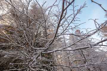 Winter landscape. Frozen snow on trees.